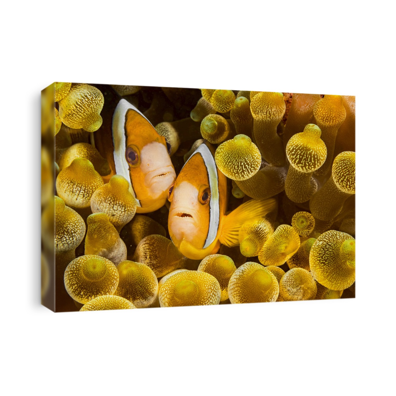 Clark's anemonefish (Amphiprion clarkii) in sea anemone (Entacmaea quadricolor); Philippines