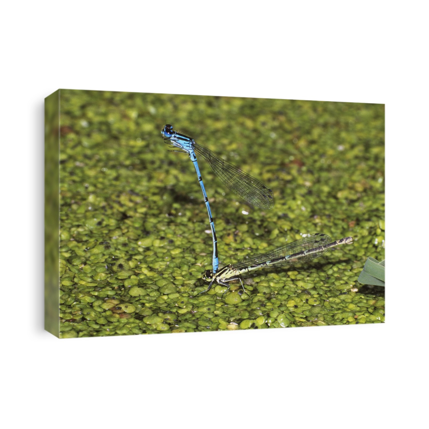 Variable damselflies (Coenagrion pulchellum) initiating reproduction on the surface of a pond.