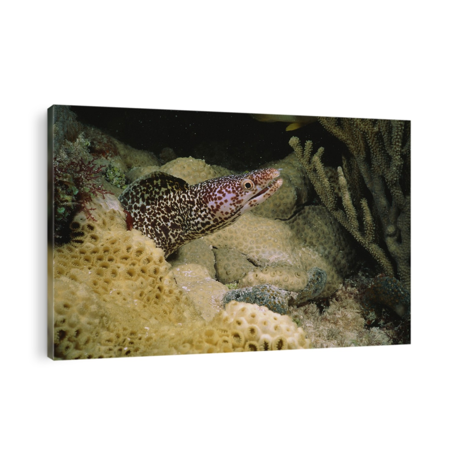 Goldentail moray eel (Gymnothorax miliaris). This species of eel can grow up to 60 centimetres in length and feeds on other fish, cephalopods, molluscs and crustaceans. Photographed in the Caribbean Sea.