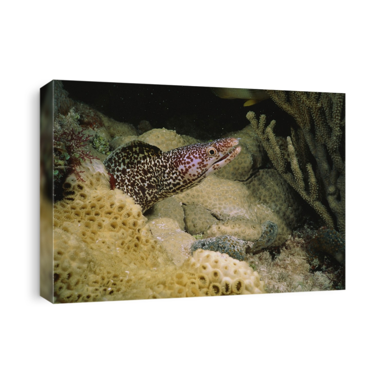 Goldentail moray eel (Gymnothorax miliaris). This species of eel can grow up to 60 centimetres in length and feeds on other fish, cephalopods, molluscs and crustaceans. Photographed in the Caribbean Sea.