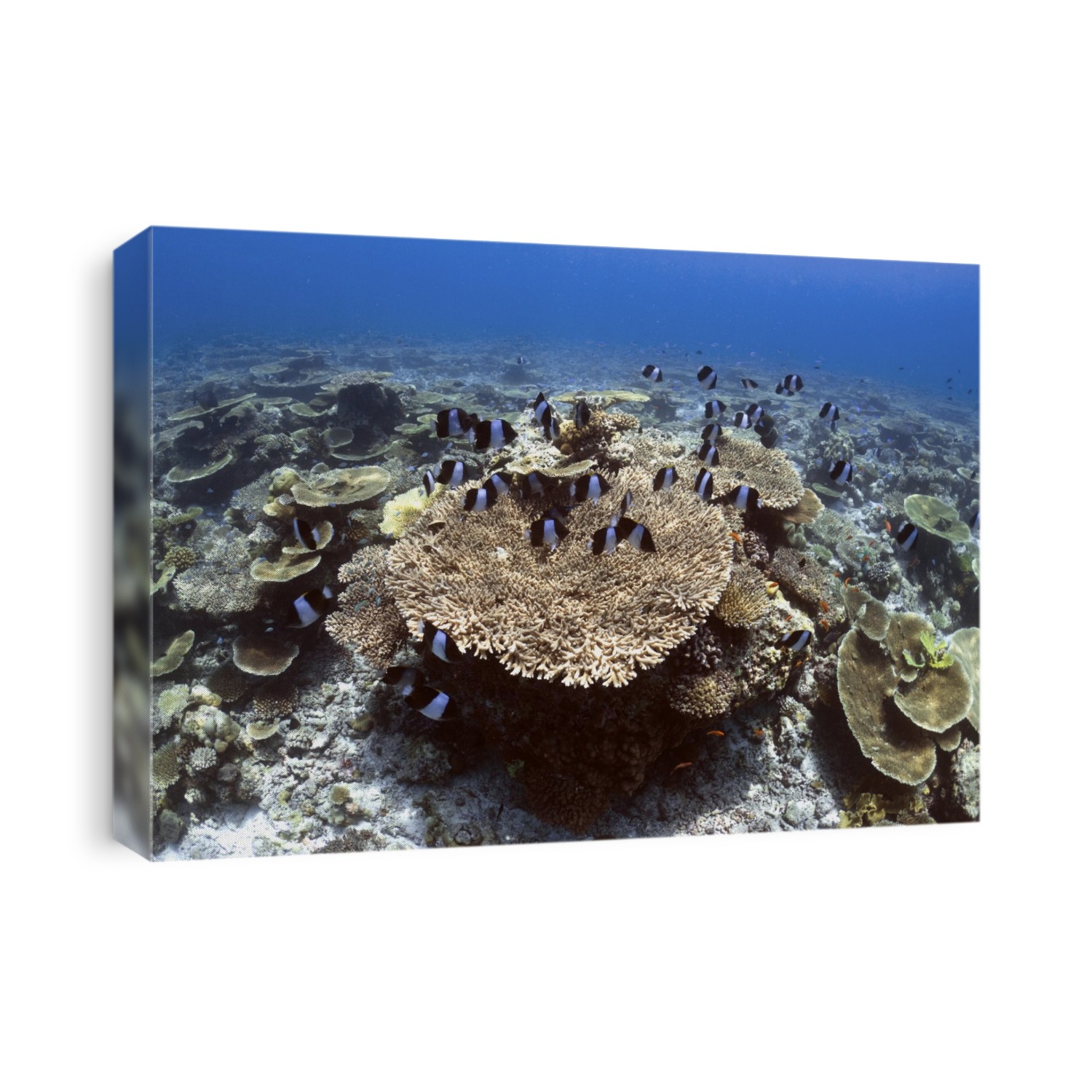 Black pyramid butterflyfish (Hemitaurichthys zoster) swimming over Acropora sp. coral on a sunlit reef. Photographed in the Maldives.