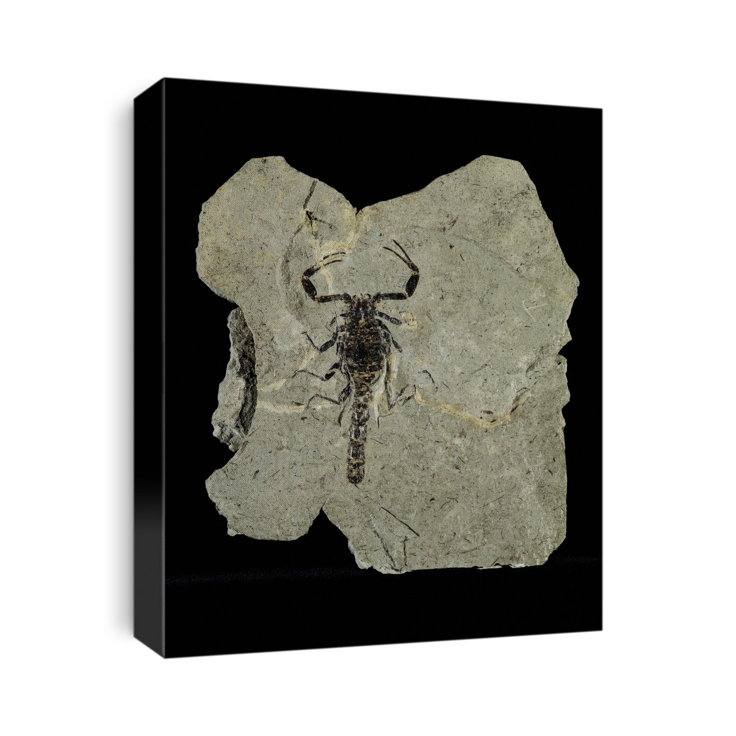 Gallio scorpion fossil. Sandstone block containing a fossilised specimen of a Gallio scorpion. The scorpion is 6 centimetres long. This specimen dates from around 240 million years ago, during the Triassic. This fossil was found in the Voltzia sandstone quarries of the Vosges mountain range in northern France, and is part of the Grauvogel-Gall collection, held in Strasbourg, France. At this time, there was a large delta in what is now the Vosges region. Repeated sediment deposition and droughts led to the formation of fossils.