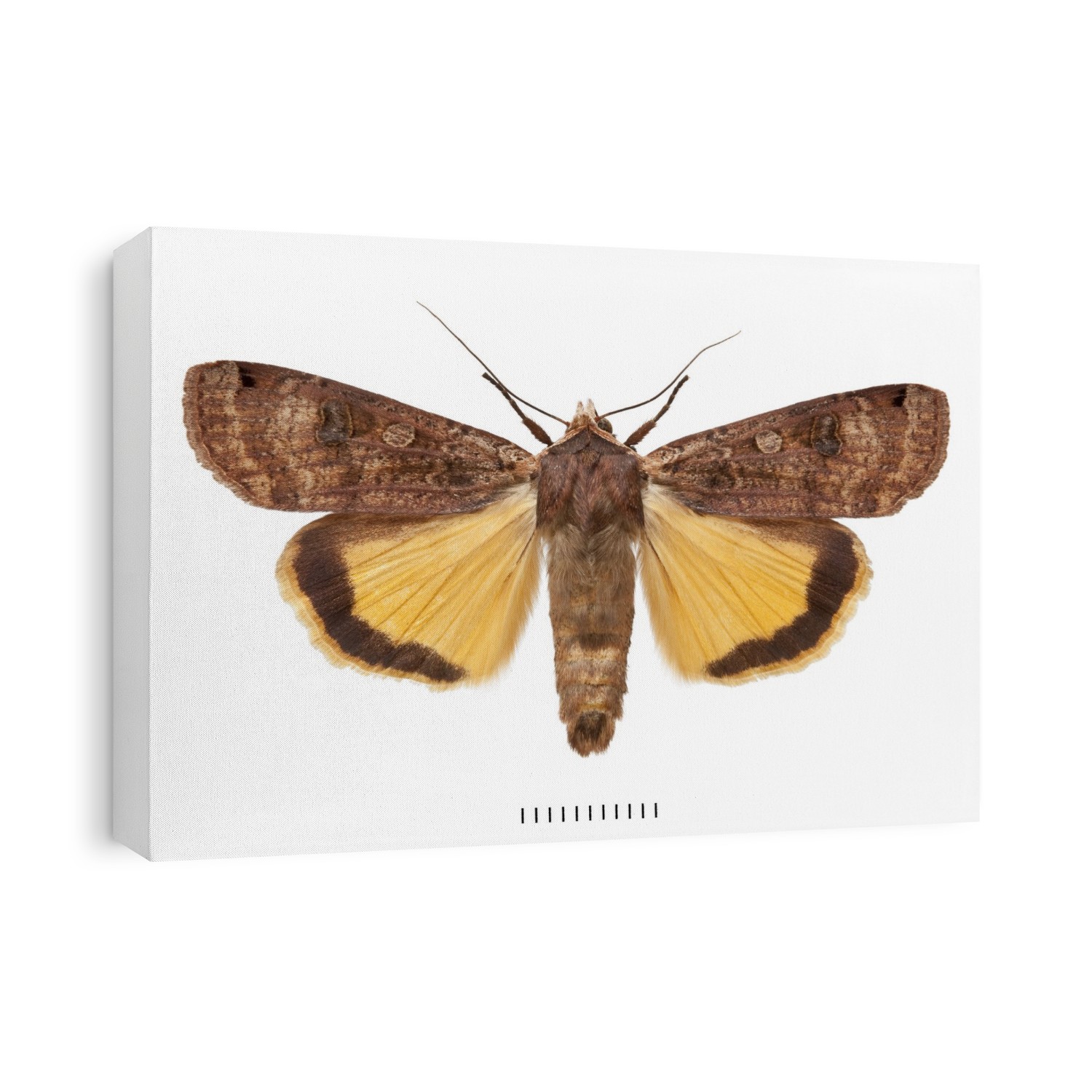 The Large Yellow Underwing (Noctua pronuba) is a relatively large and common species, with individuals migrating throughout its near-global range.