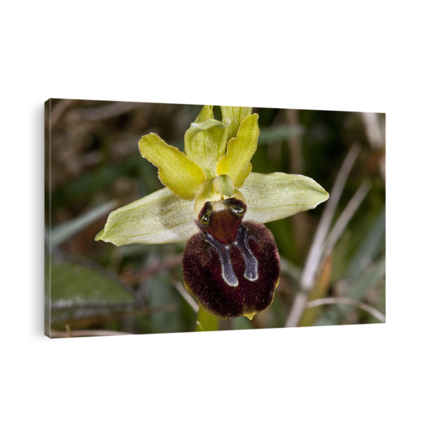 Early spider orchid (Ophrys sphegodes) flower. Photographed in Dorset, UK.