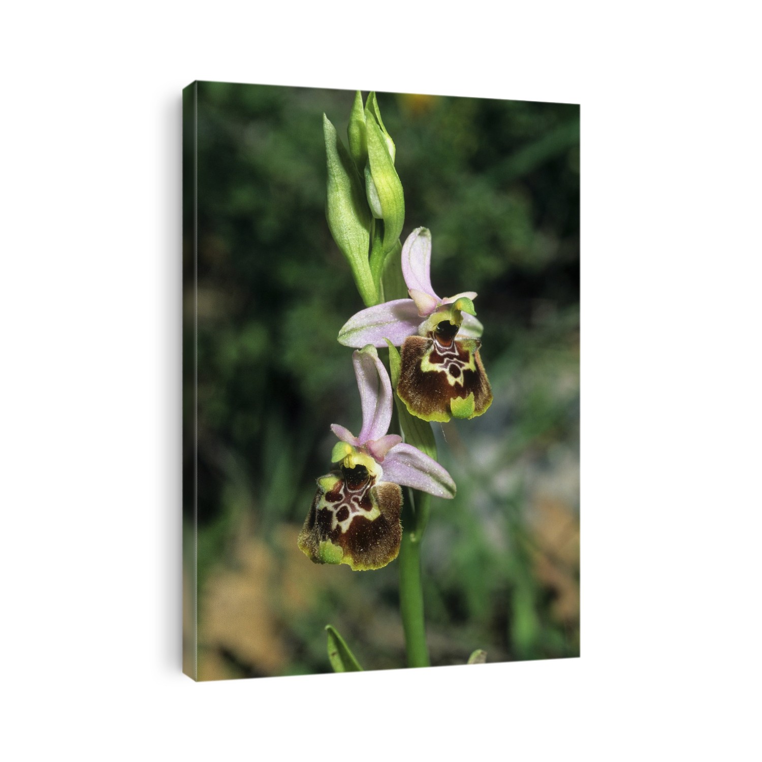 Late Spider Orchid (Ophrys fuciflora) in flower.