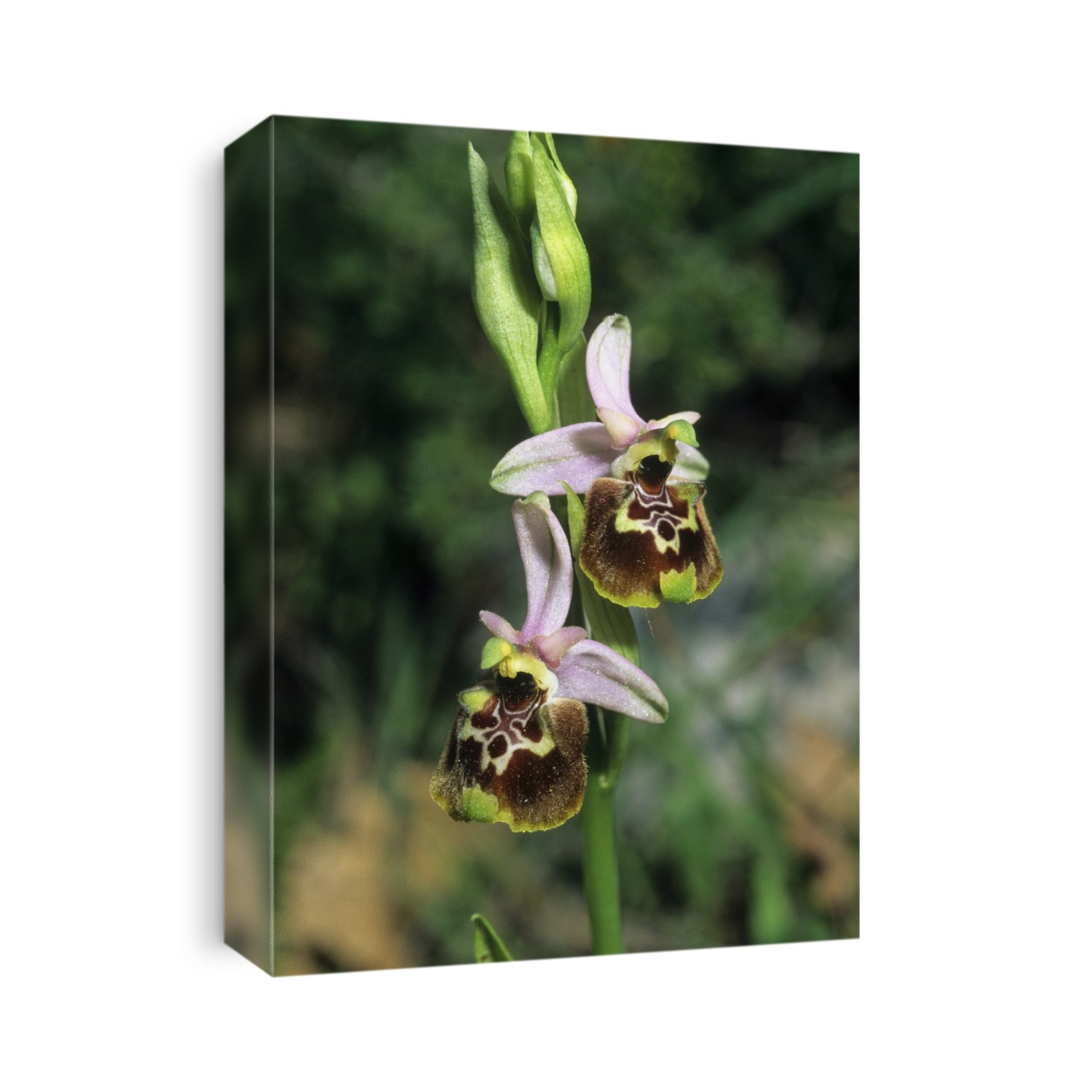 Late Spider Orchid (Ophrys fuciflora) in flower.