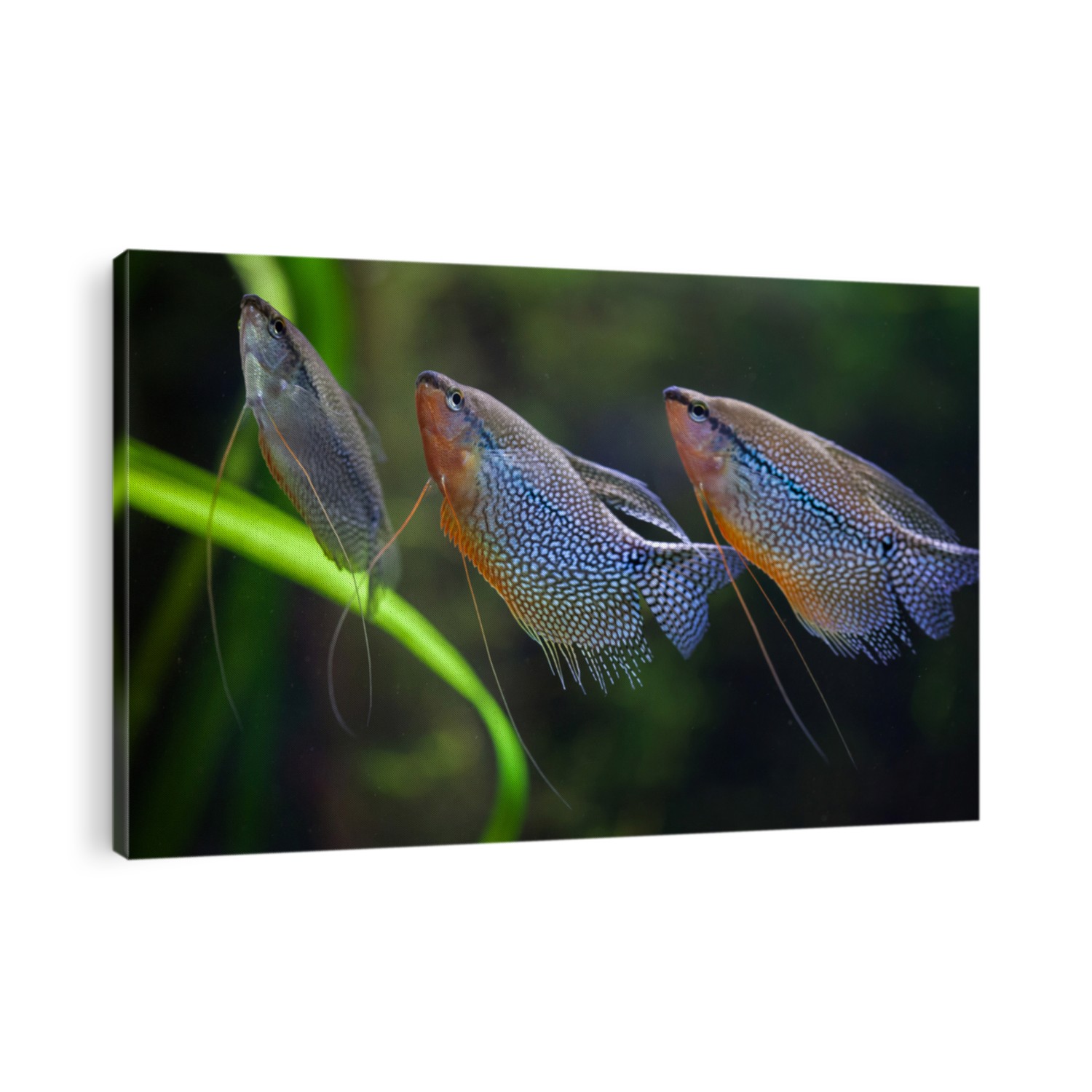 Pearl gourami (Trichopodus leerii), also known as the mosaic gourami. Wildlife animal. 