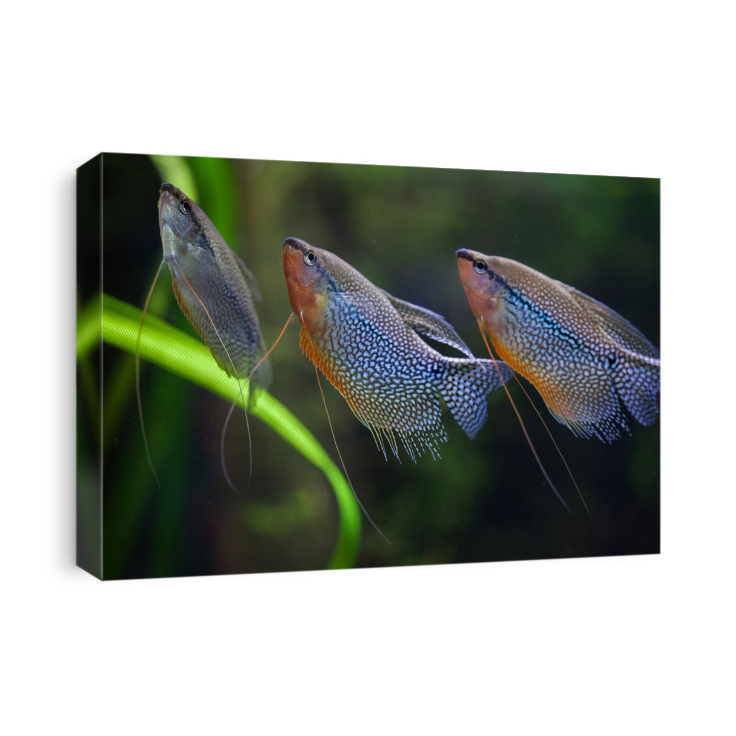 Pearl gourami (Trichopodus leerii), also known as the mosaic gourami. Wildlife animal. 