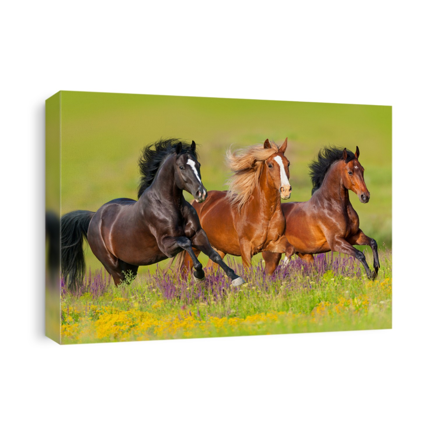 Horses run gallop in flower meadow 