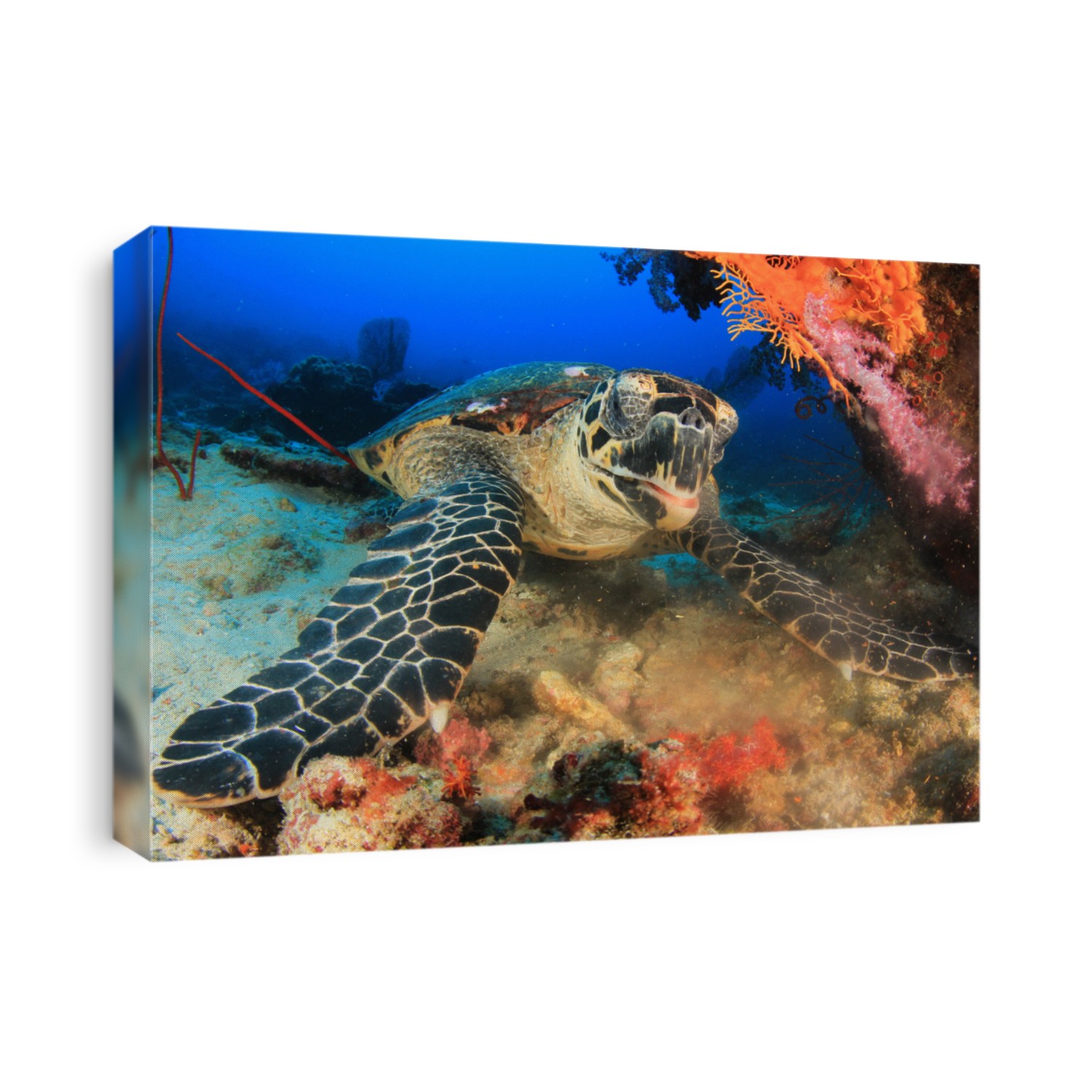 Hawksbill Turtle eating coral