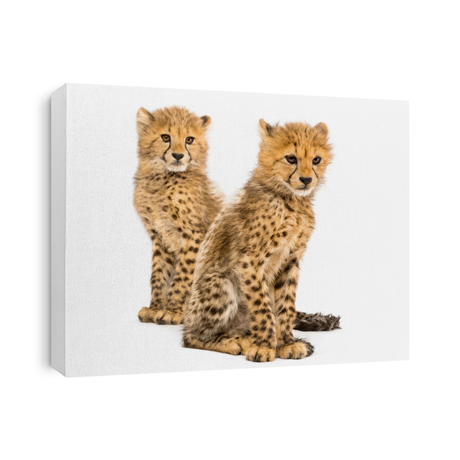 Couple of three months old cheetah cubs, isolated on white