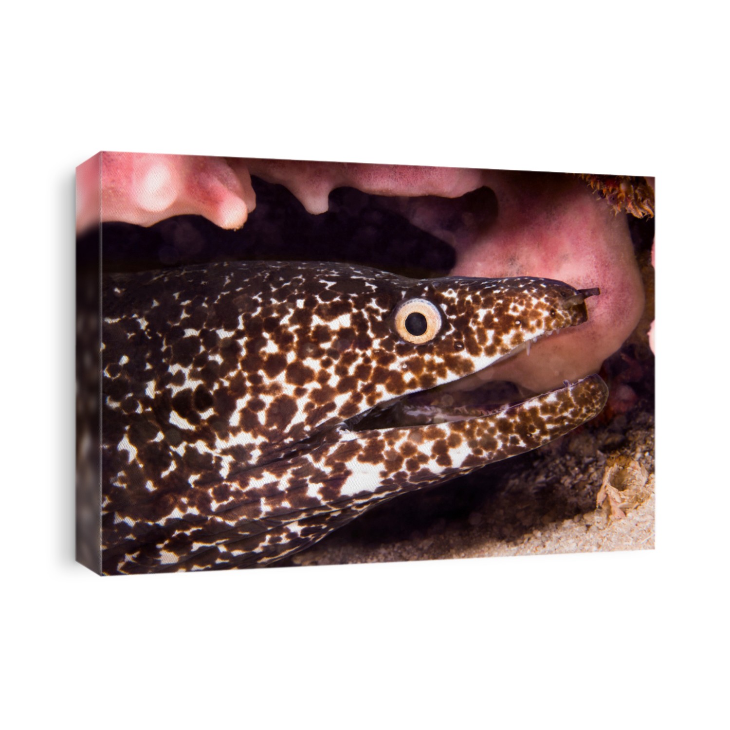 Close up of a brown spotted moray eel on the reefs of Honduras.