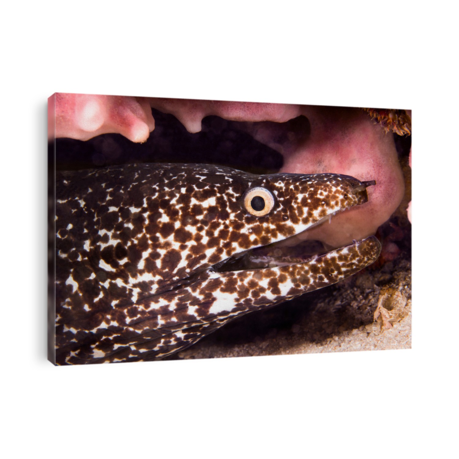 Close up of a brown spotted moray eel on the reefs of Honduras.