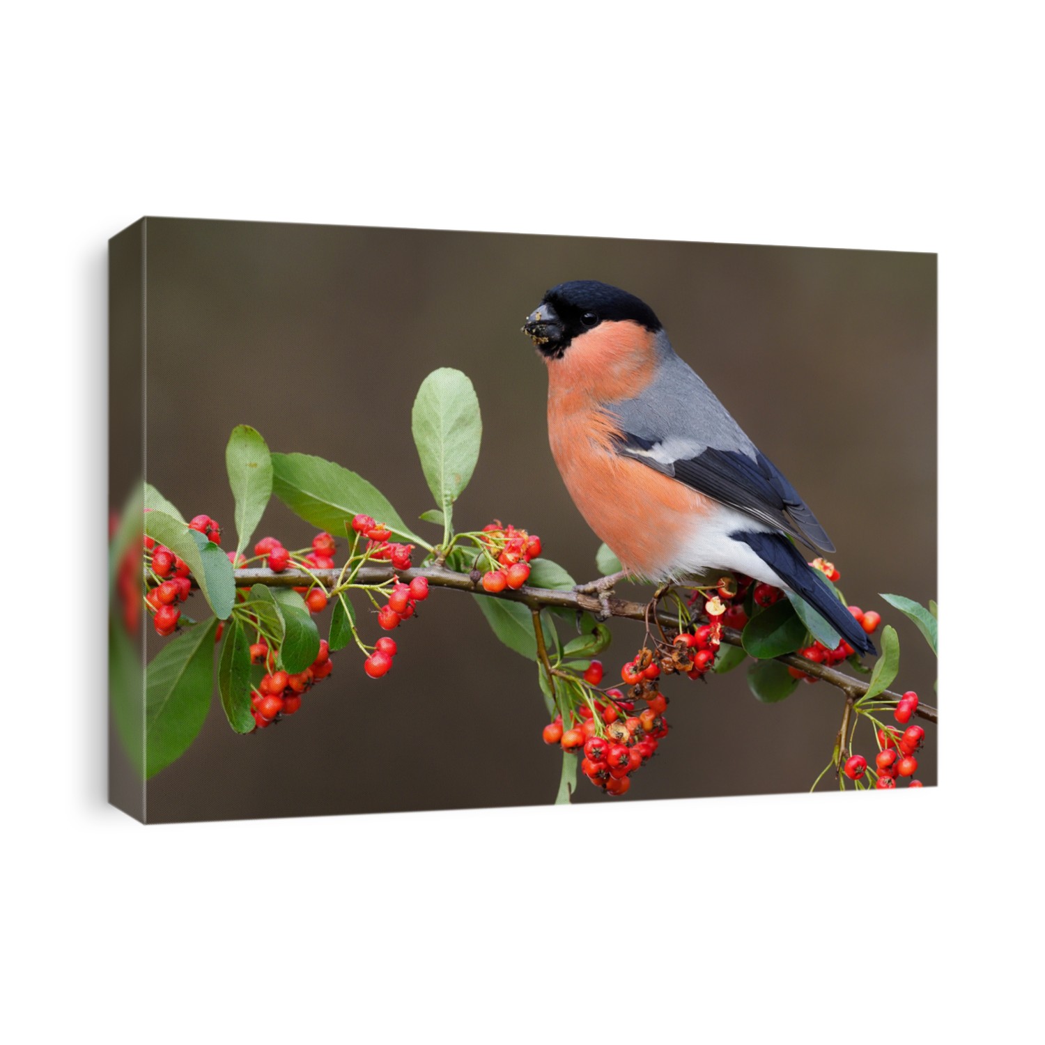 Eurasian bullfinch, Pyrrhula pyrrhula, single male on berries, Warwickshire, February 2021