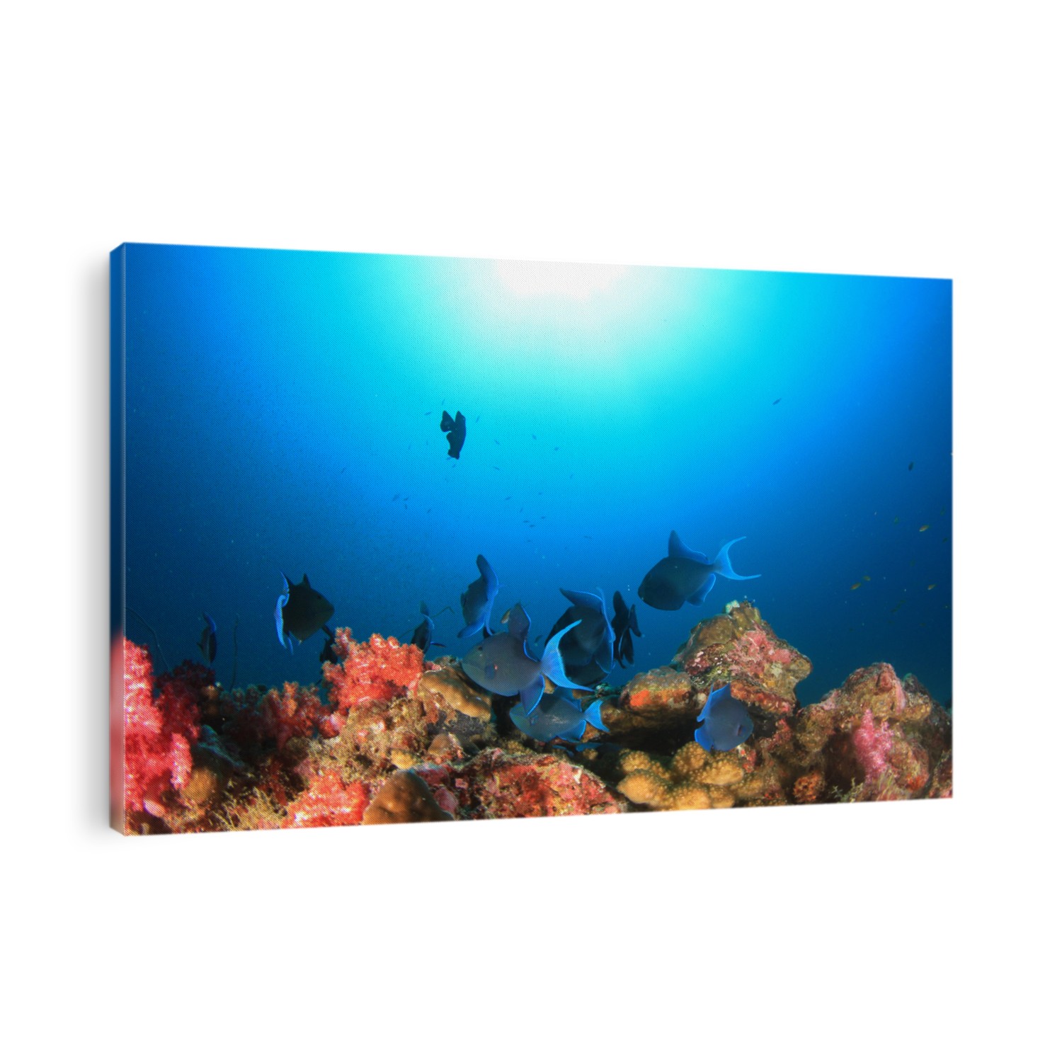 Redtooth Triggerfish and coral reef underwater