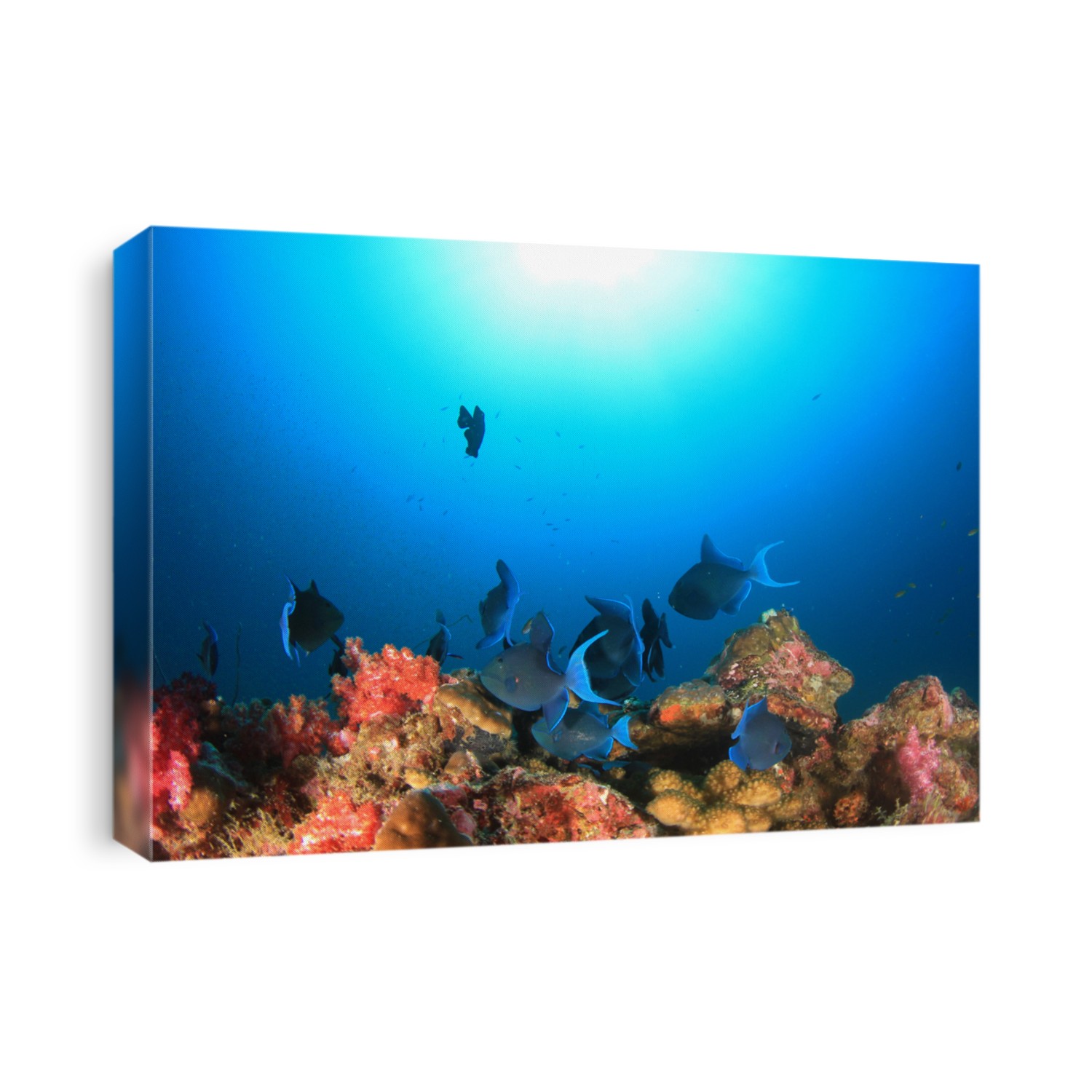 Redtooth Triggerfish and coral reef underwater