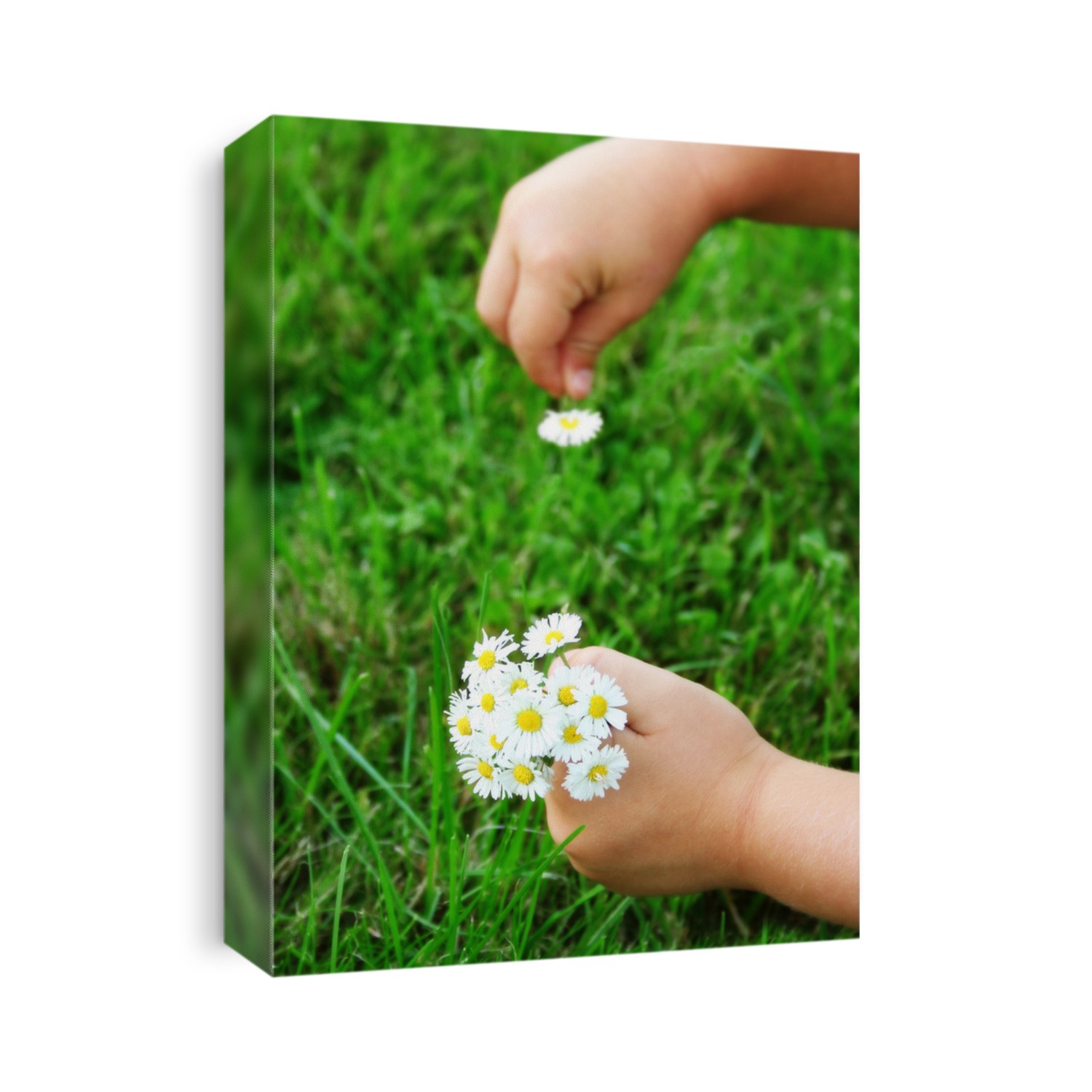 Close-up of child's hands picking up daisies